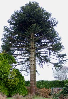 Araucaria araucana Image