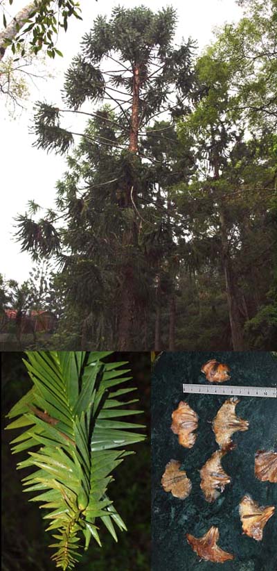 Araucaria hunsteinii Image