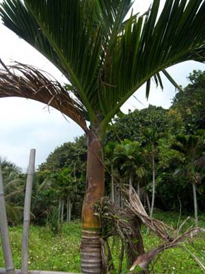 Areca catechu var. batanensis Image