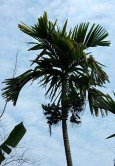 Areca catechu Image