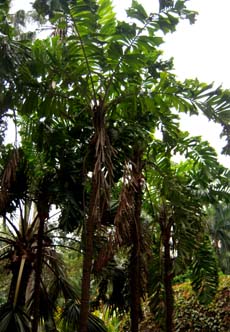 Bactris gasipaes var. gasipaes Image