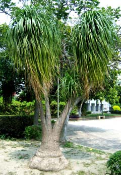 Beaucarnea recurvata Image