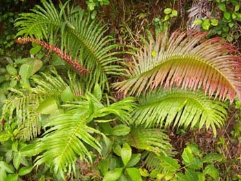 Blechnum orientale var. grandis Image