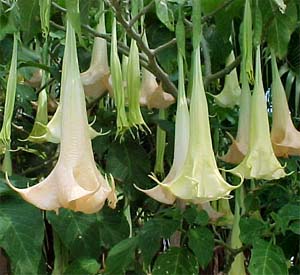 Brugmansia suaveolens Image