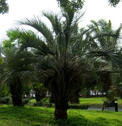 Butia capitata Image