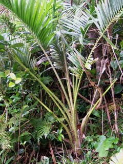 Calamus siphonospathus var. siphonospathus Image