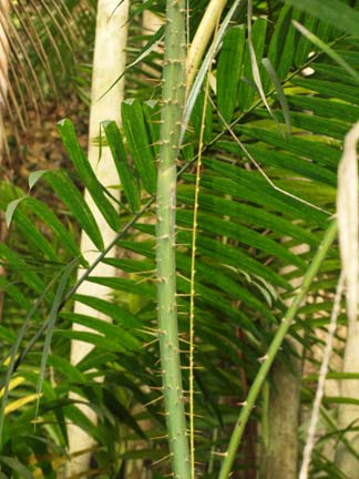 Calamus viminalis Image