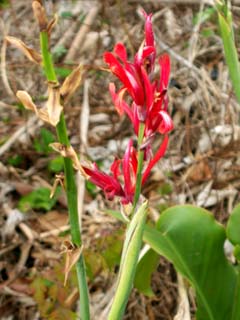 Canna indica Image