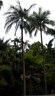 Carpentaria acuminata Image