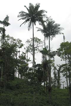 Ceroxylon amazonicum Image