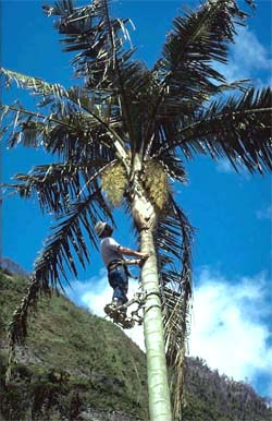 Ceroxylon echinulatum Image