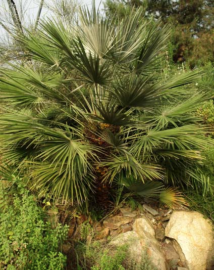 Chamaerops humilis var. humilis Image