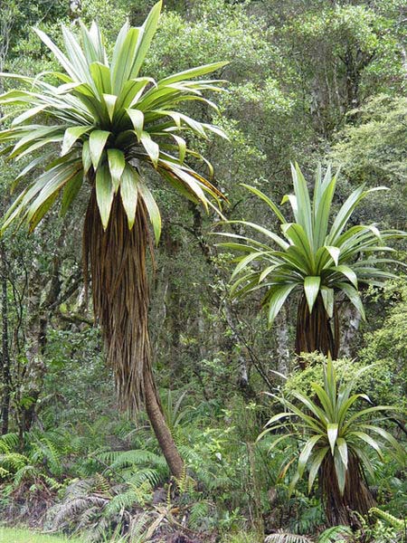 Cordyline indivisa Image