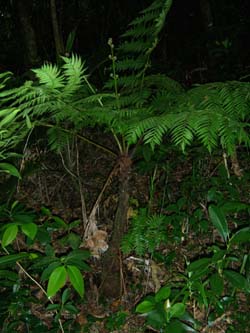 Cyathea fenicis Image