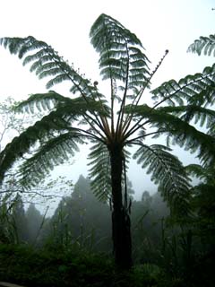 Cyathea lepifera Image