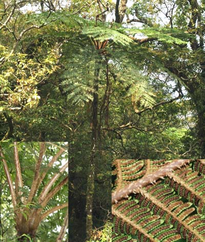 Cyathea loheri Image