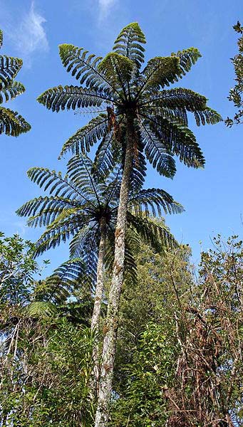 Cyathea medullaris Image