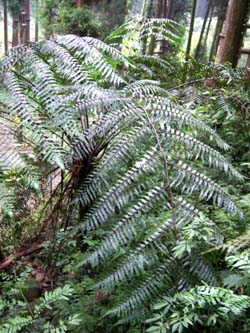 Cyathea podophylla Image