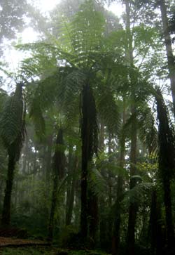 Cyathea spinulosa Image