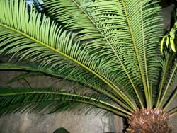 Cycas taitungensis Image