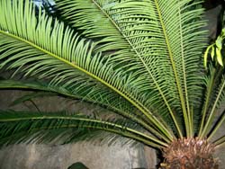 Cycas taitungensis Image