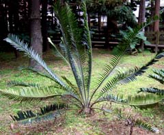 Cycas thouarsii Image