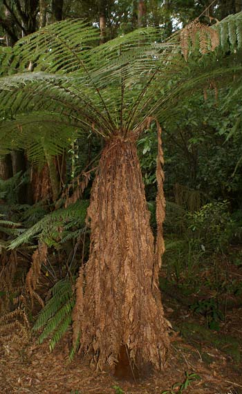 Dicksonia fibrosa Image