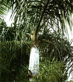 Dypsis hovomantsina Image