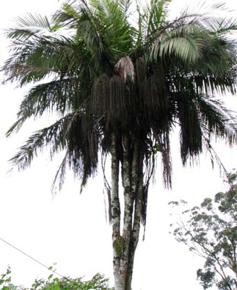 Dypsis utilis Image