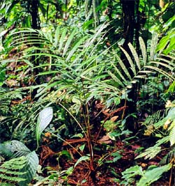 Geonoma cuneata subsp. linearis Image