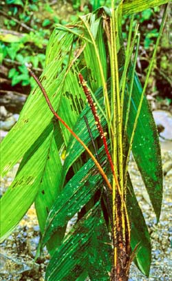 Geonoma cuneata subsp. cuneata Image