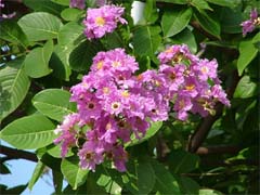 Lagerstroemia speciosa Image