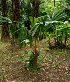 Licuala spinosa Image