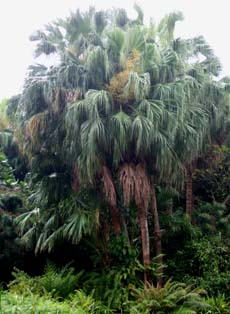 Livistona chinensis var. subglobosa Image