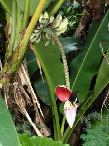 Musa balbisiana var. liukiuensis Image