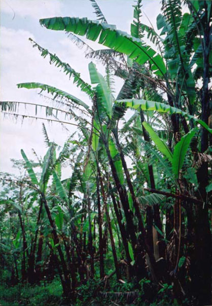 Musa cheesmanii Image