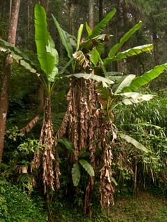 Musa itinerans var. formosana Image