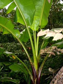 Musa insularimontana Image