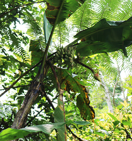 Musa itinerans var. chinensis Image