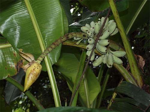 Musa itinerans var. kavalanensis Image