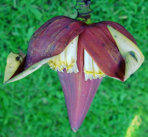 Musa yunnanensis var. yunnanensis Image