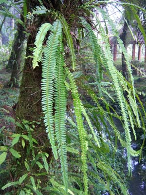 Nephrolepis auriculata Image