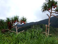 Pandanus odorifer Image