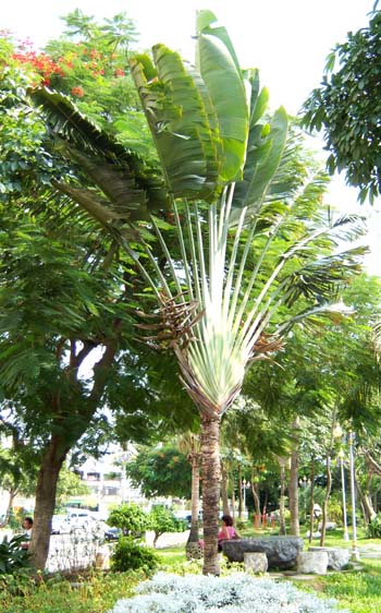 Ravenala madagascariensis Image