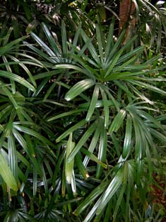 Rhapis excelsa Image