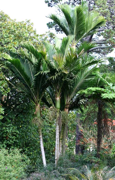 Rhopalostylis baueri var. cheesemanii Image