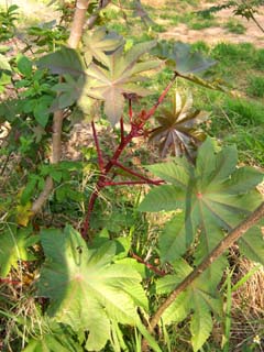 Ricinus communis Image