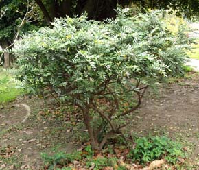 Sophora tomentosa Image