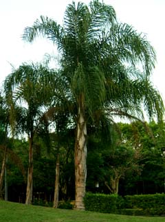 Syagrus romanzoffiana Image