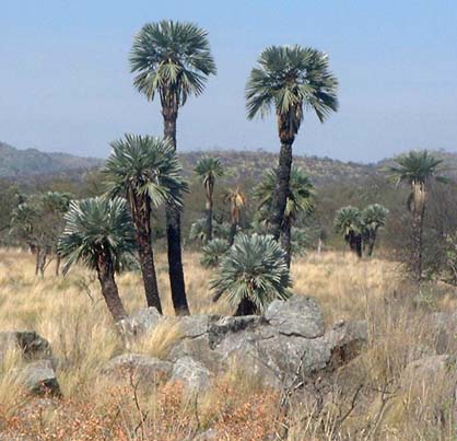 Trithrinax campestris Image